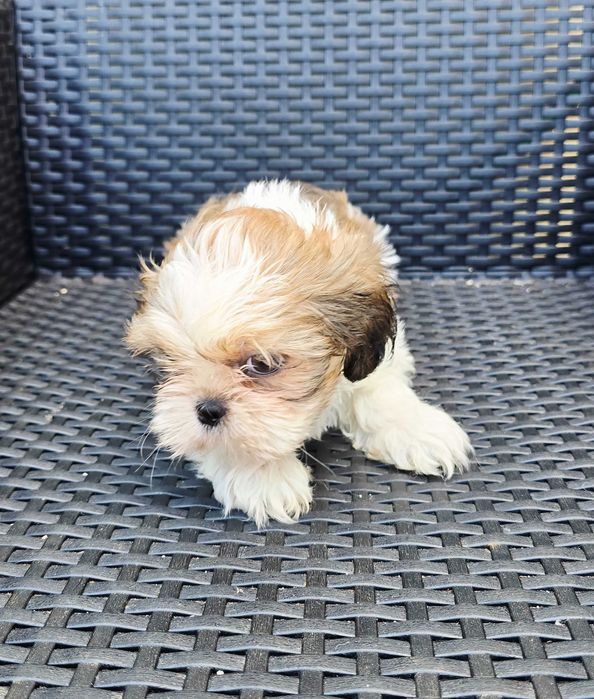 Shih Tzu Macho Faço ENTREGA