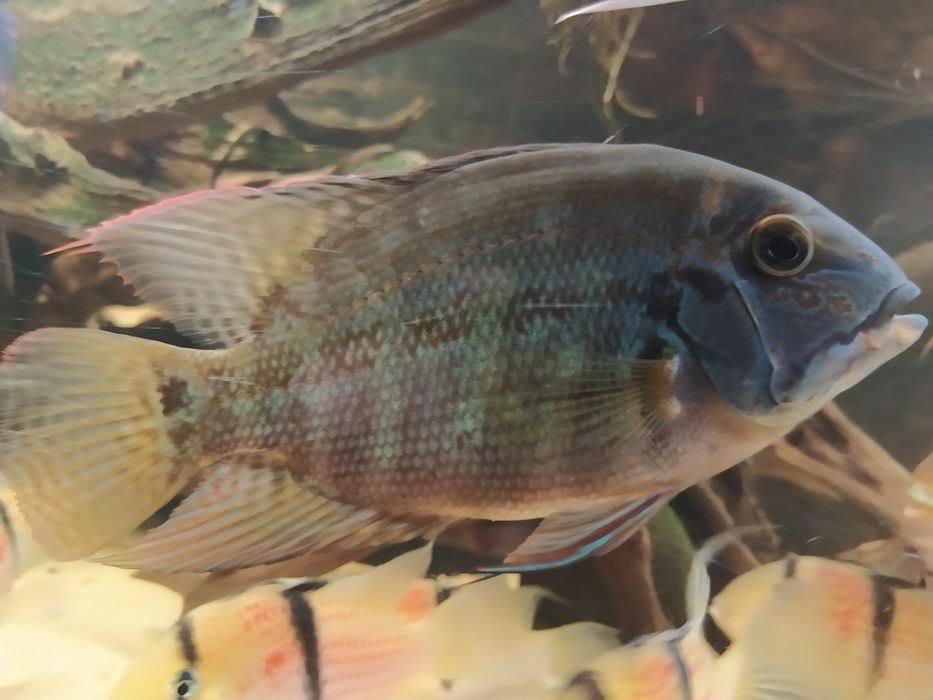 Pielęgnica Hoplarchus psittacus