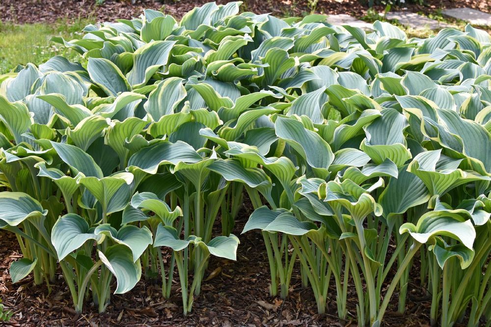 Funkia Hosta 'Regal Splendor' W DONICZCE 5.0L, OGROMNE LIŚCIE