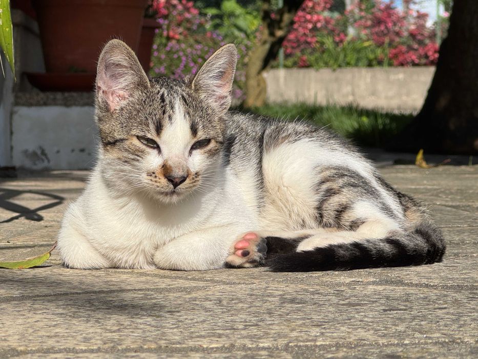 Duas Gatinhas para Adoção Responsável