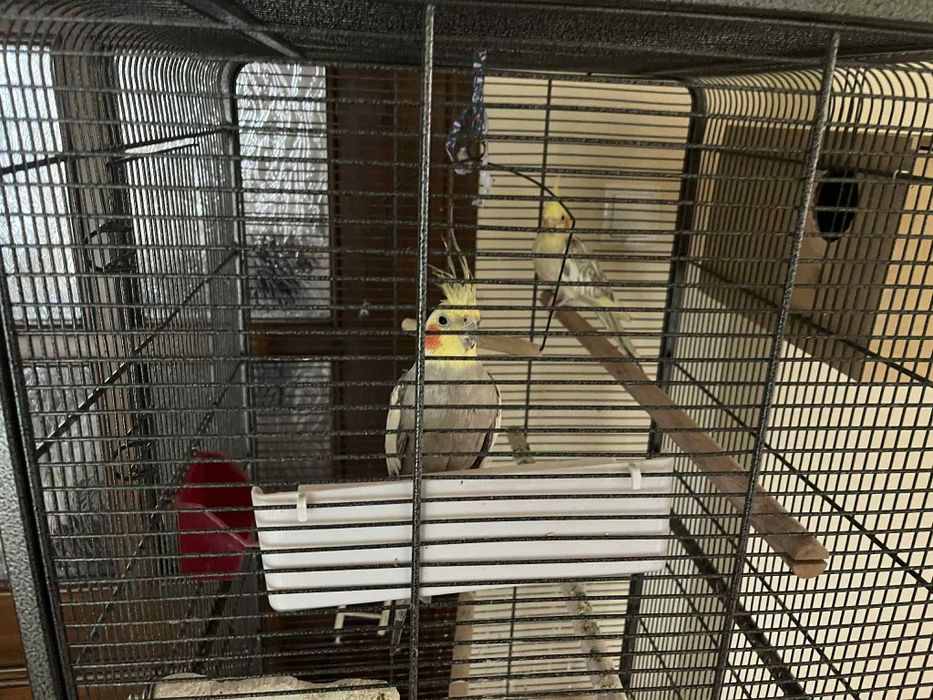 Papugi Nimfy (parka)