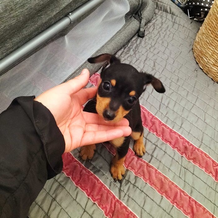 Pinscher belíssimo macho