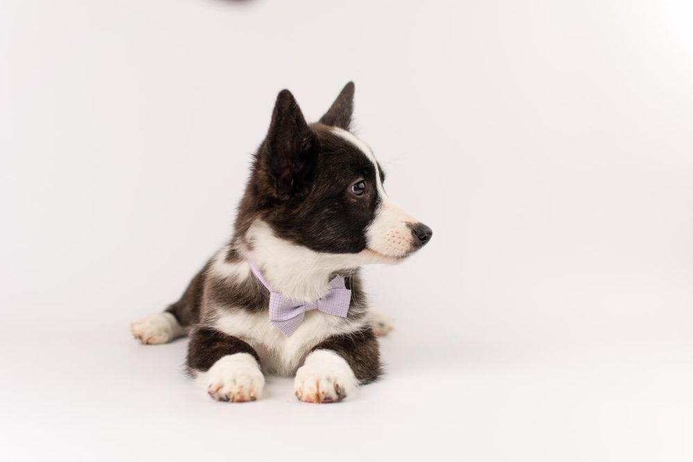 Szczeniak Welsh Corgi Cardigan – pręgowana dziewczynka