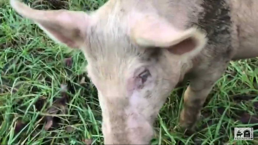 Leitões/Porcos/Porcas