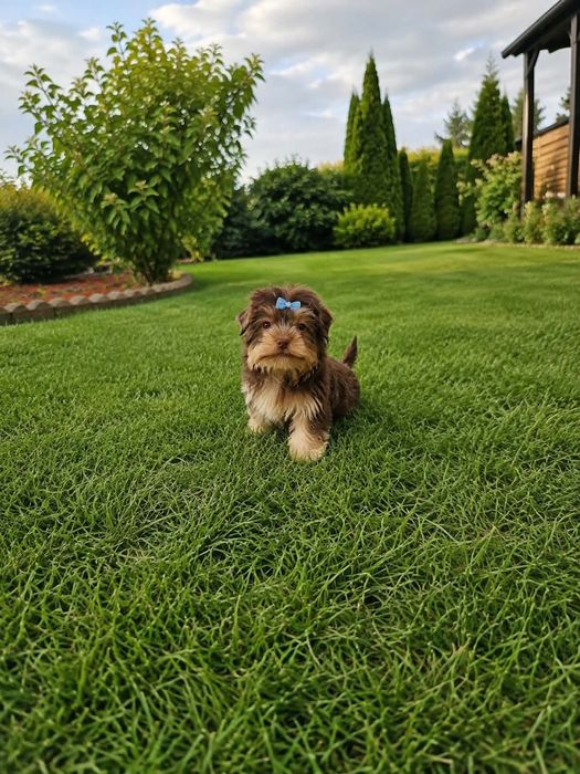 Chocolate Yorkshire terrier Biro(xxs)