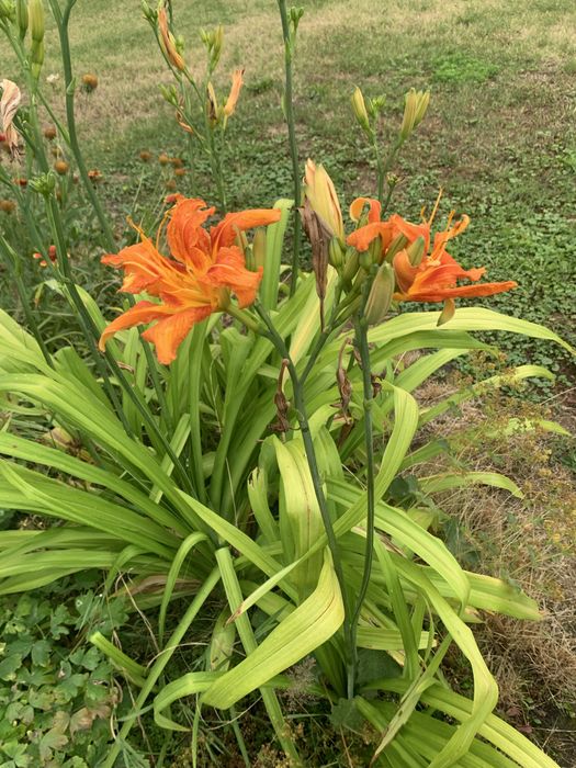 Liliowce ogrodowe