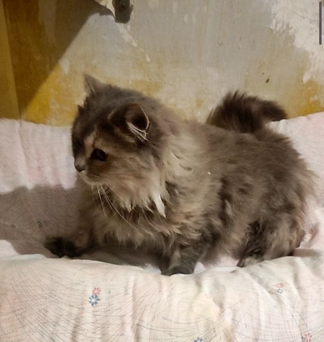 Молоденька, неймовірно красива та пухнаста кішечка шукає люблячу сім’ю