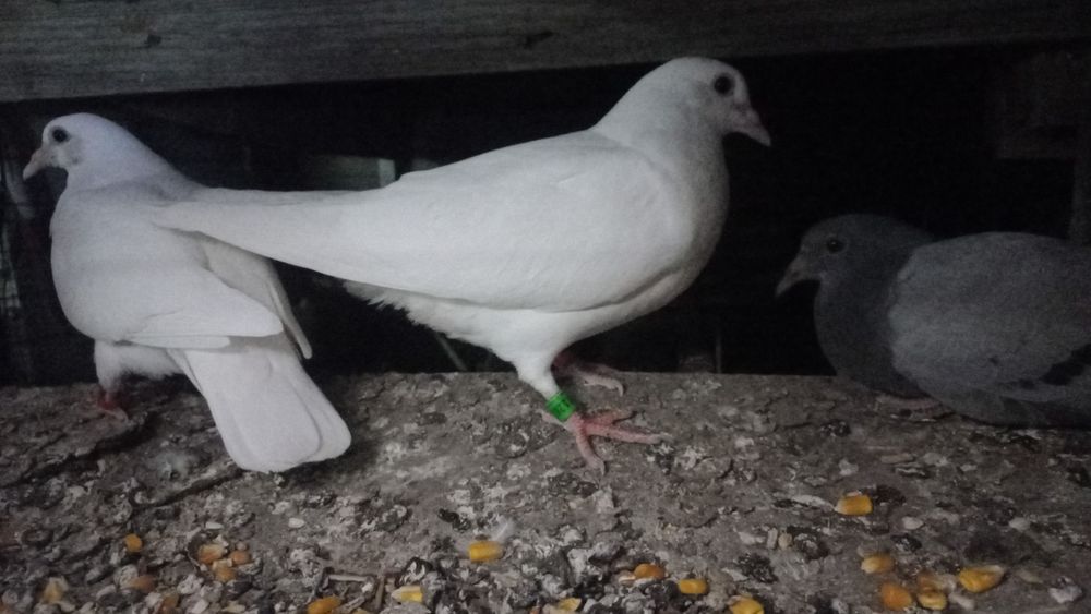 Pombos brancos para casamentos batizados e outros fins