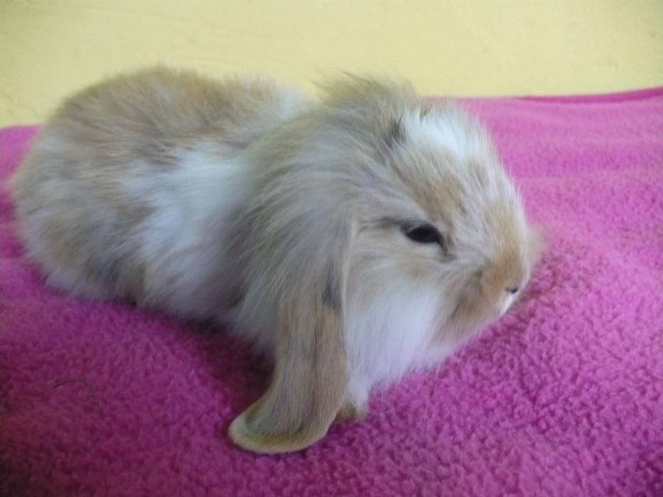 Królik miniaturowy Baranek