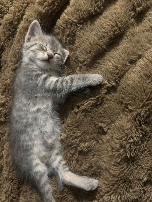 Котята в добрі руки кошеня