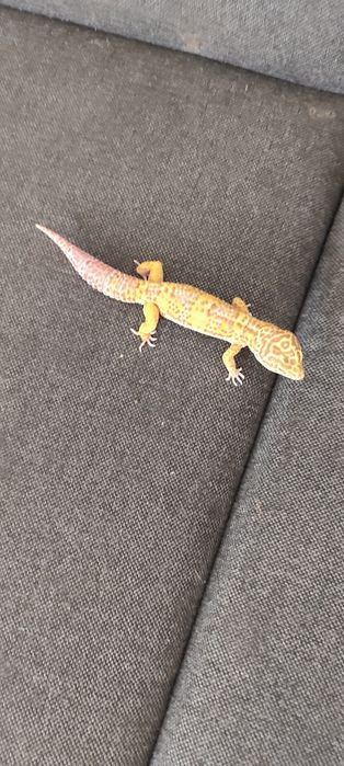 Gekon lamparci szybki