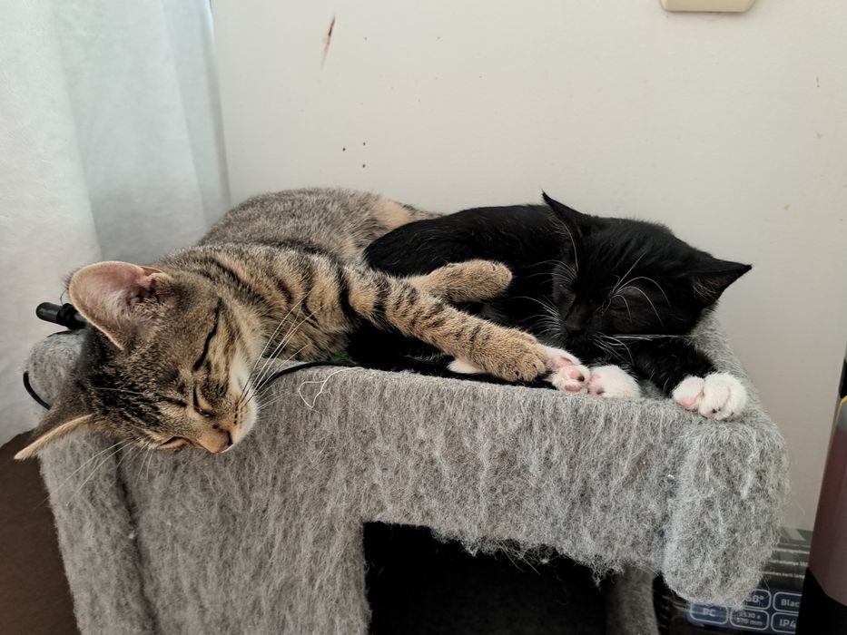 Forcik do adopcji, 4 miesięczny kociak