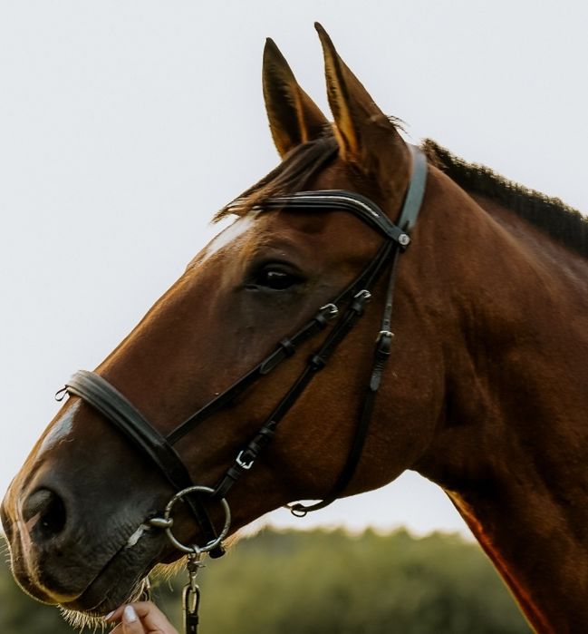 Ogłowie angielskie XFull