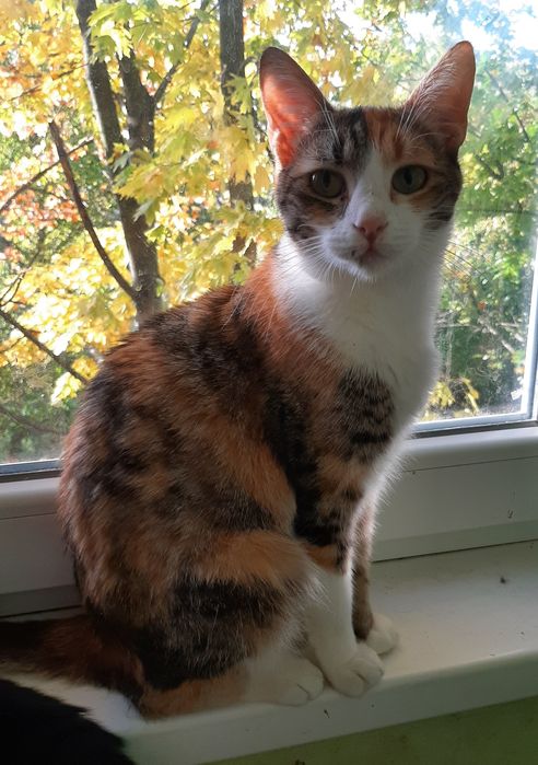 Кошечка Зося шукає родину!