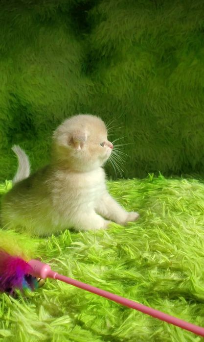 Ручные котята. Котики золотая шиншилла.
