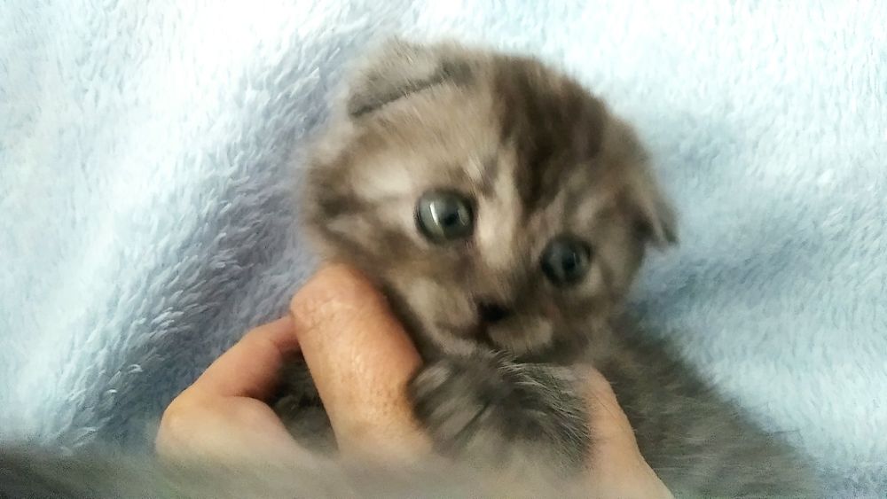 Висловухий кіт шукає господарів