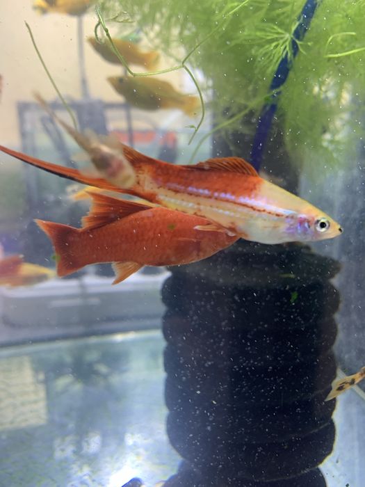 Продам моллінезію, меченосців