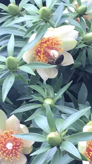 Planta Ora-pro-nóbis (Pereskia aculeata)