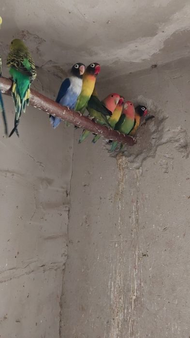 Sprzedam nierozłączki