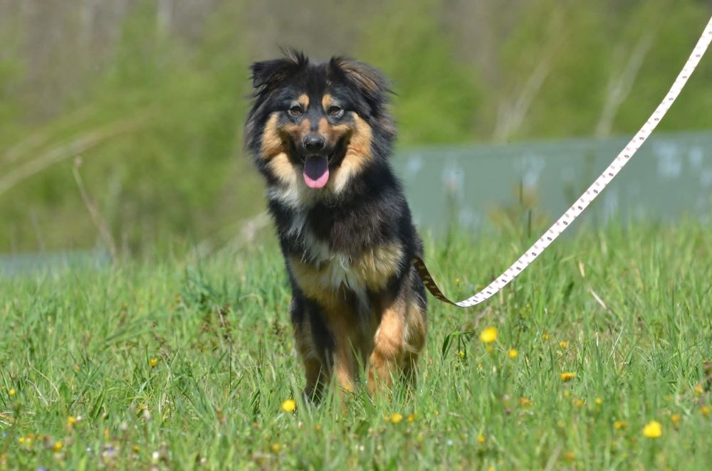 Mati- do adopcji