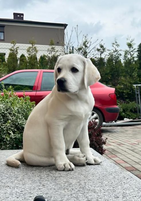 Labrador retriever rodzice pochodzenia FCI
