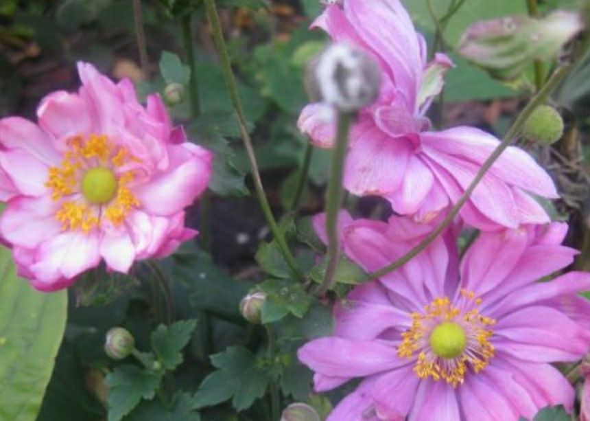 Гортензія  аконіт анемон  багаторічники