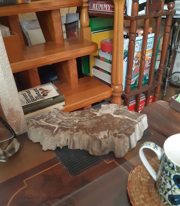 Срез окаменелого дерева