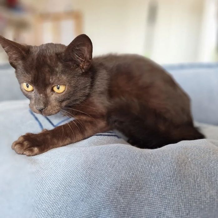 Timmy, para adoção