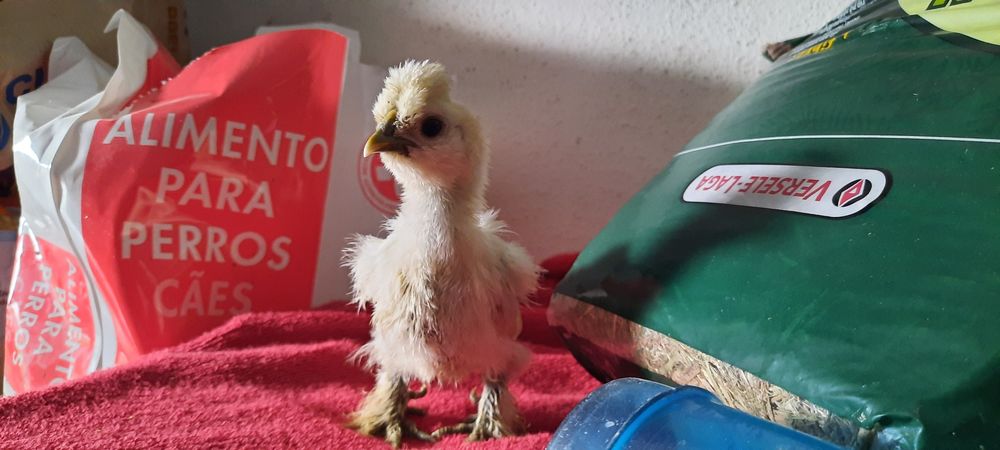 Pintos Sedosas do Japão ou Ovos Galados