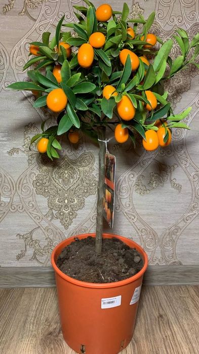 Кумкват / цитрус  / золотий апельсин h 75 cm