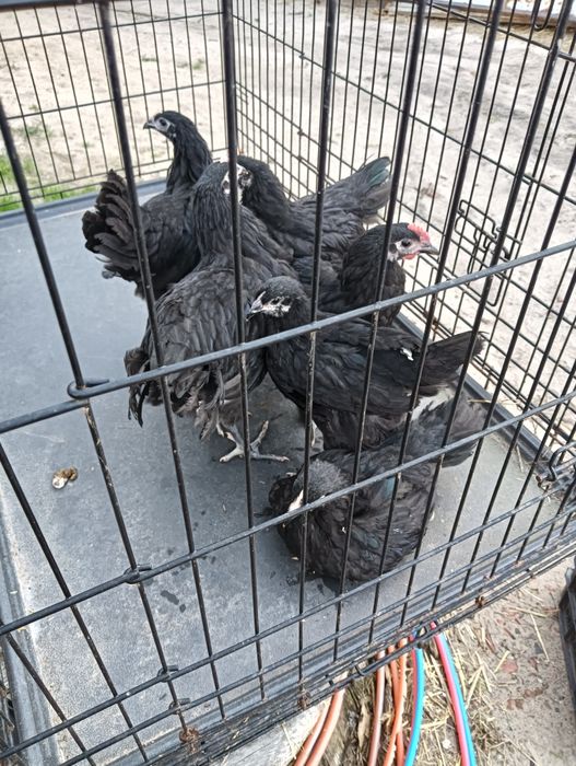 Sprzedam kury australorp