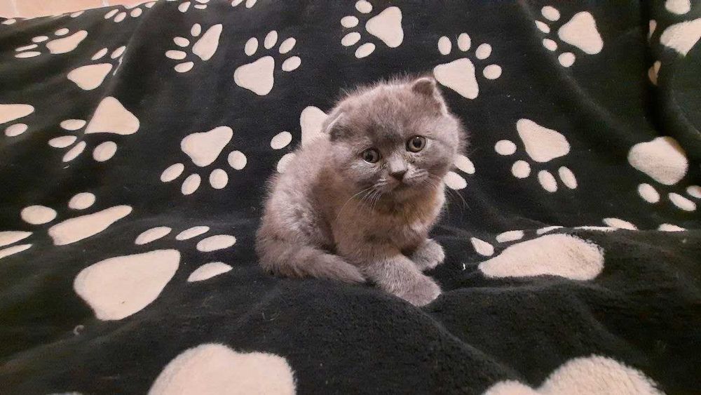 Очаровательны шотландские котята