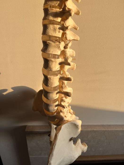 Modelo de Coluna Vertebral Flexivel para estudo