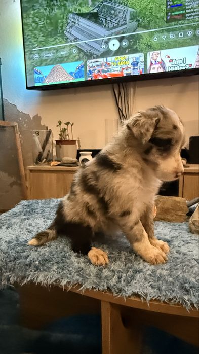 Border collie merle