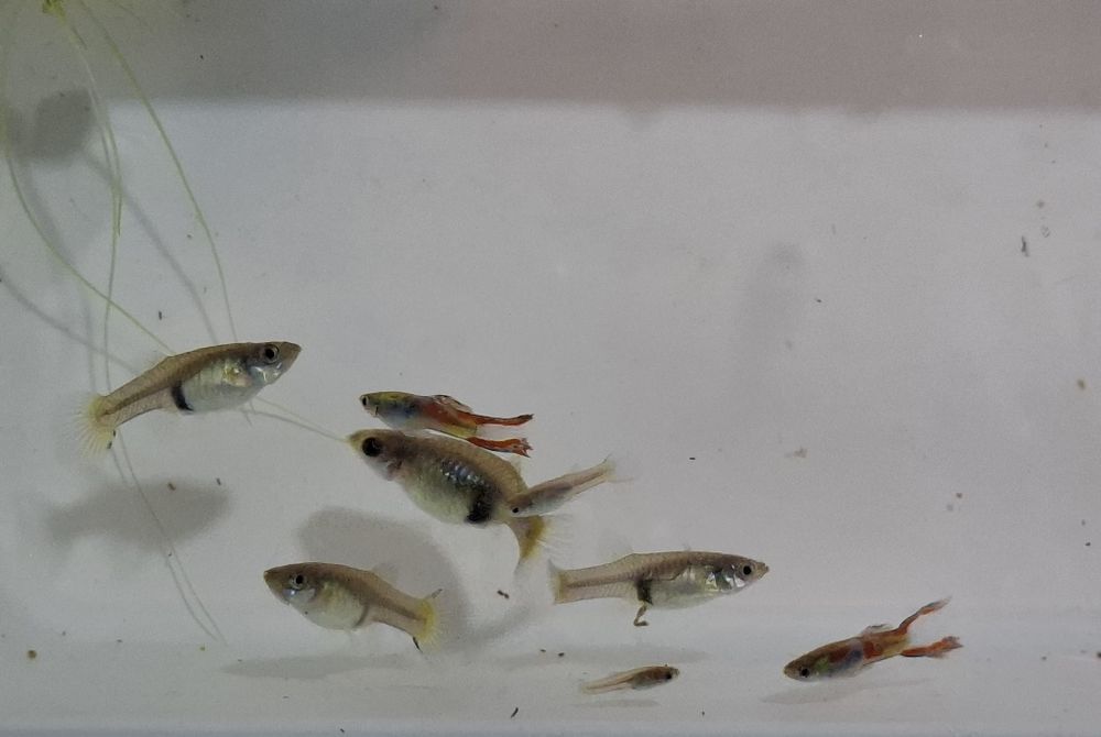 6,00€ 8 guppys 2 machos 4 fêmeas 2 filhotes