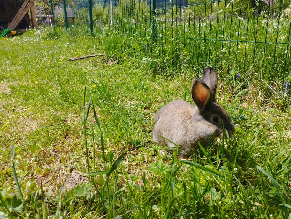 Продаються кролики.