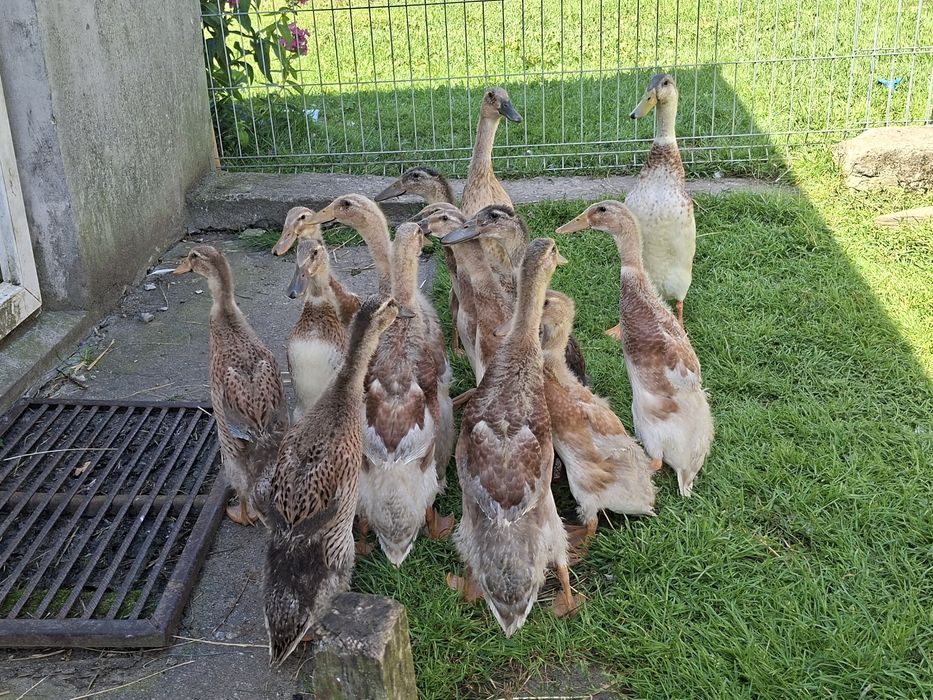 Kaczki i kaczory biegusy młode