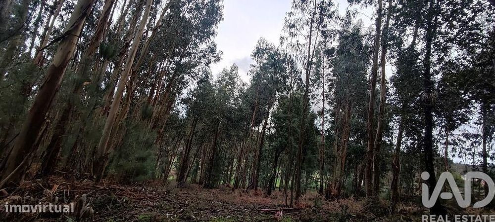 Terreno Agrícola em Bela