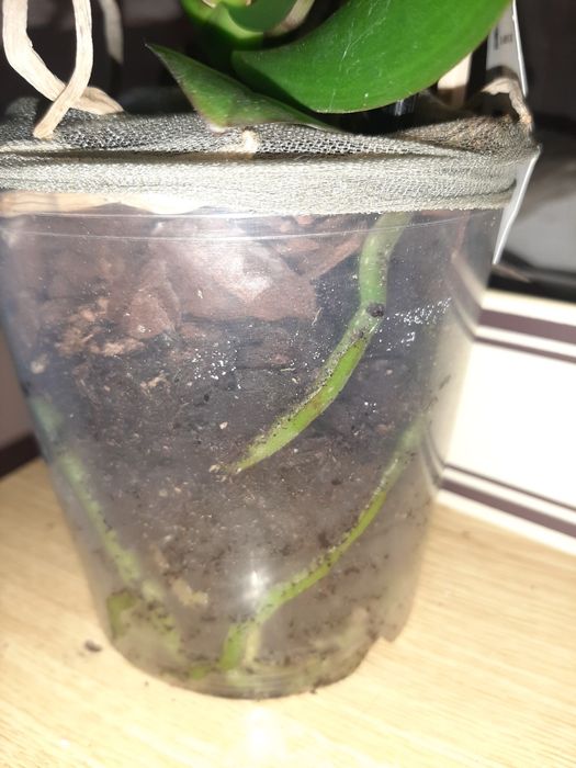 Орхідеї  Гарні орхідеї