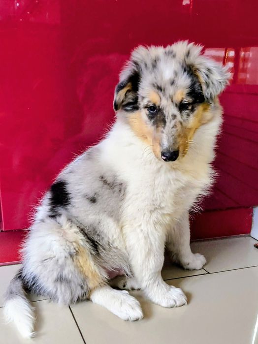 Wyjątkowy PIESEK Owczarek szkocki collie długowłosy