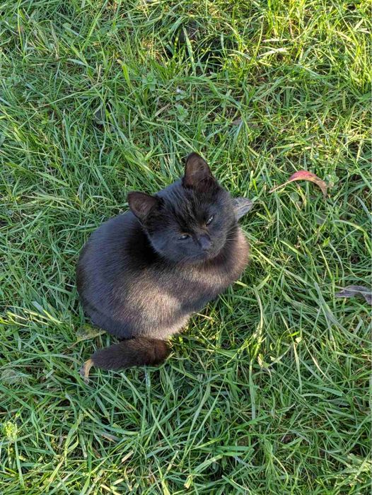 Кошенята, домашні улюбленці
