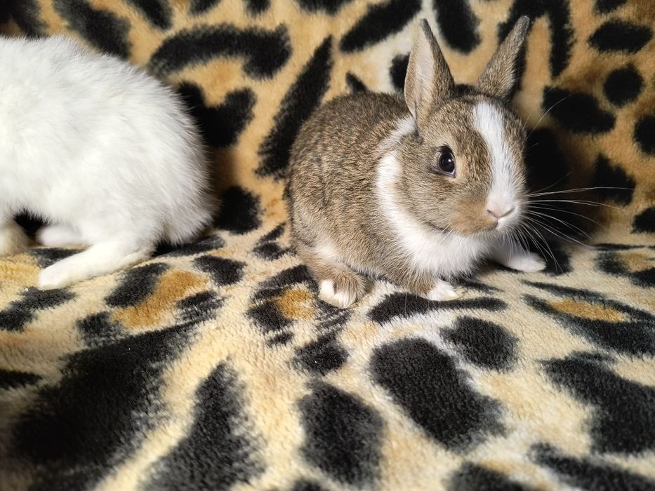 Кролики Мини и Полу Мини