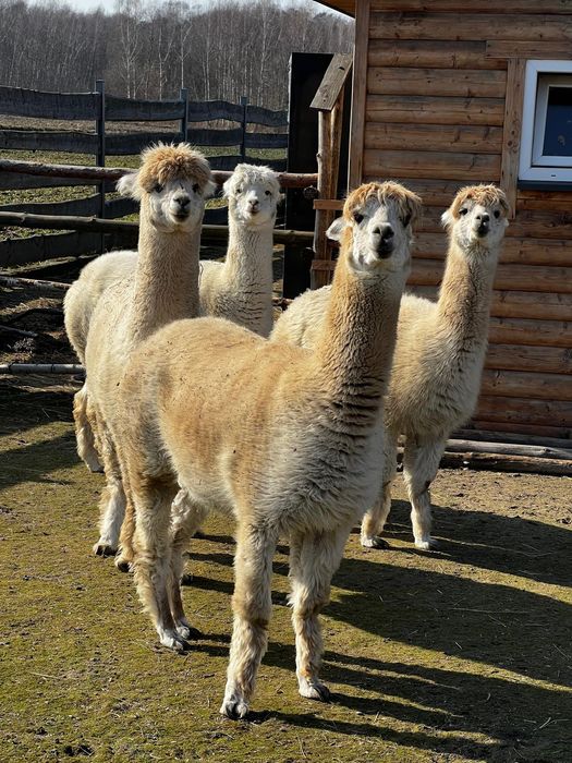 Stado 4 Alpak - samice