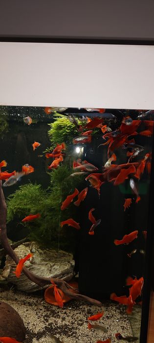 Mieczyki młode czerwone