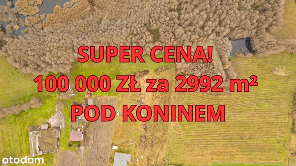 Okazja: 30 arów pod Koninem za 100 000 zł (Komplet)