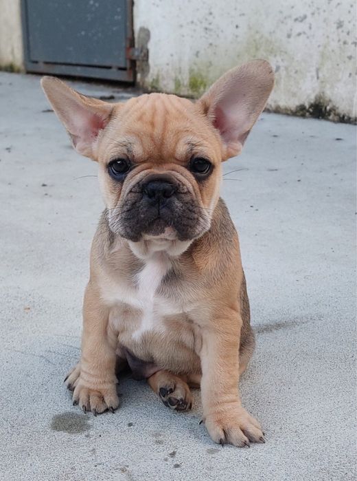 Bulldog francês bebé