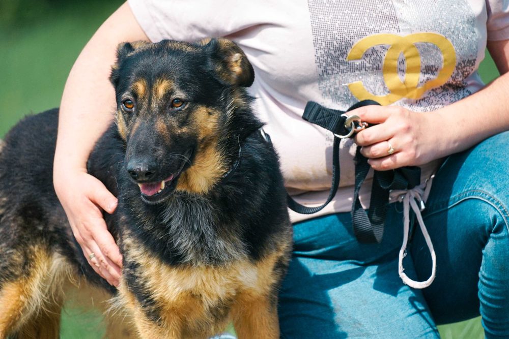 Mewa - śliczna suczka