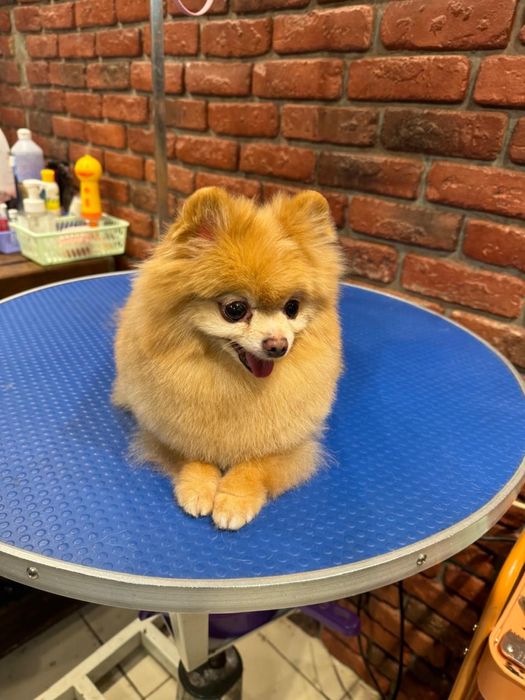 Надаю послуги грумера