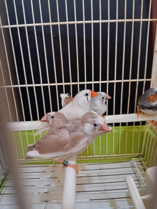 Mandarins para venda