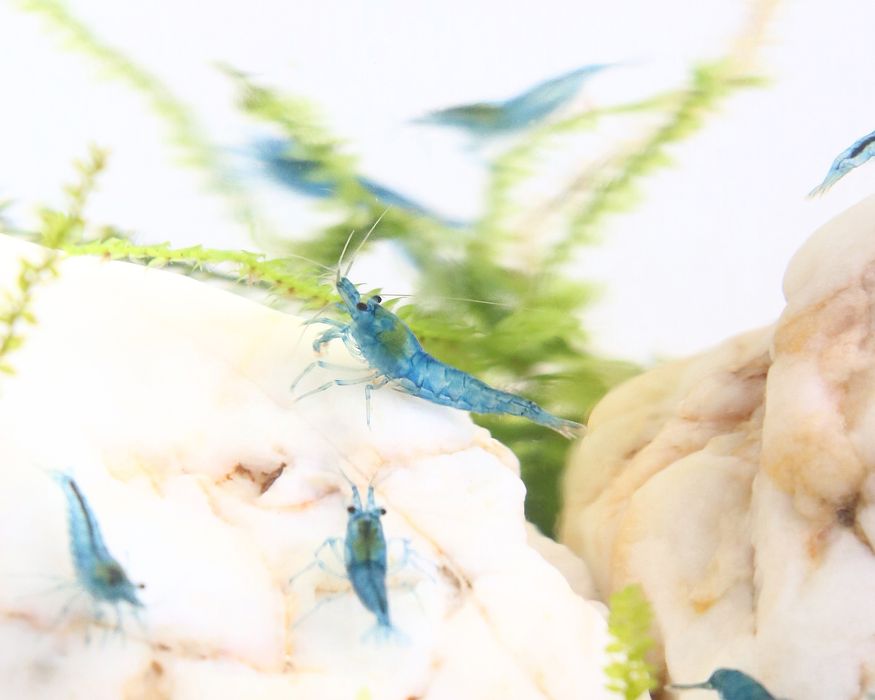 Plantas de aquário e Camarões